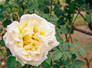 前橋バラ園　薔薇の花38