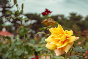前橋バラ園　薔薇の花25