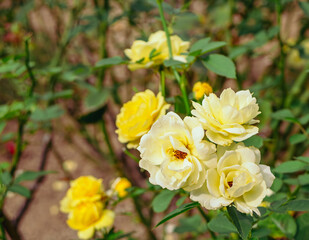 前橋バラ園 薔薇の花19