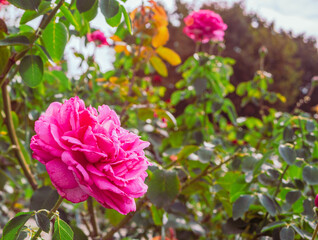 前橋バラ園　薔薇の花135