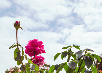 前橋バラ園　薔薇の花134