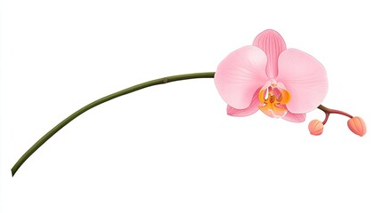 Delicate pink orchid flower with a graceful arching stem and budding blossoms on a white background