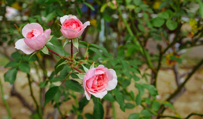 前橋バラ園　薔薇の花104