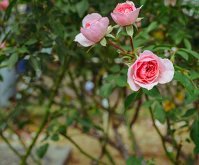 前橋バラ園　薔薇の花102