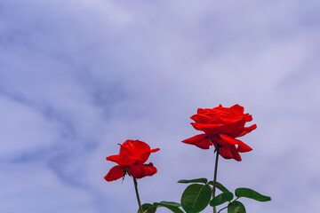 前橋バラ園　薔薇の花