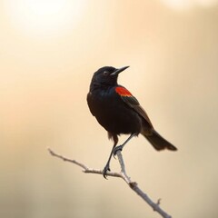 The image is a photograph of a red-winged blackbird perched on a thin branch