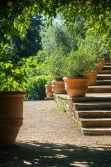 Fototapeta premium A charming pathway meanders through a sunlit garden, bordered by terracotta pots brimming with vibrant greenery, creating a tranquil afternoon ambiance