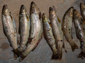 The Black Sea salmon. Salmo trutta labrax. Fishing in the mountain streams of Bulgaria. A bunch of fish on the ground.