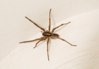 Hogna radiata is a species of wolf spider. A male insect with seven legs.