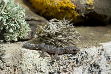 Phyllodactylus europaeus,  European Leaf-Toed Gecko, Tyrrh. islands, Corsica, Sardinia, Tunisian islands. Tempio, Sardinia, Italy.