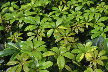 雨上がりの瑞々しい植物