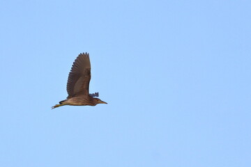 purple heron