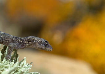 Phyllodactylus europaeus,  European Leaf-Toed Gecko, Tyrrh. islands, Corsica, Sardinia, Tunisian islands. Tempio, Sardinia, Italy.