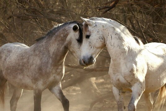 Wild Stallions Sparring in Desert 
