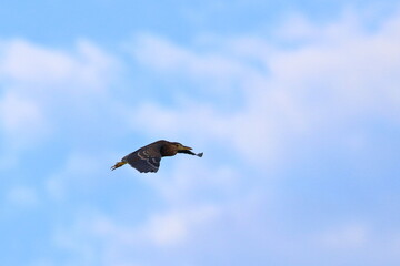 purple heron