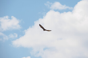 A bird of prey flies alone in the white and blue sky. View from behind.