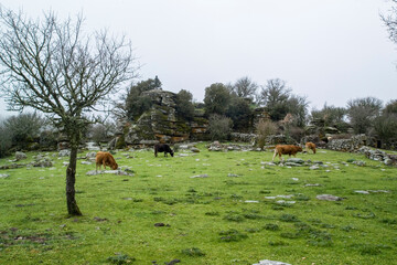 cattle grazing in the Ortakis Mularza Noa forest. Bolotana Sardinia, Italy