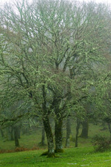 trees in the park. Lichen covered branches on a tree in  the mist Ortakis Forest, Bolotana. Sardinia. Italy