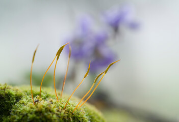 Violets (Viola alba) and moss sporangia. Ortakis Forest, Bolotana. Sardinia. Italy