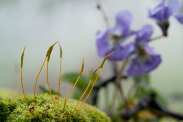 Violets (Viola alba) and moss sporangia. Ortakis Forest, Bolotana. Sardinia. Italy