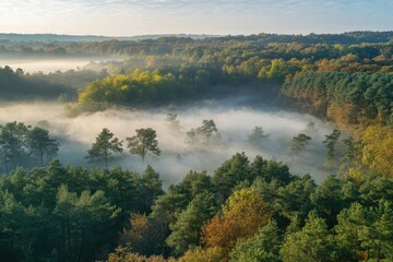 Misty autumn forest at sunrise, showcasing vibrant foliage and rolling fog. Ideal for nature, environment, and travel themes, evokes tranquility and serenity.