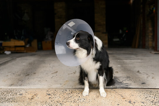 Border Collie dog wears after surgery cone collar to prevent from biting, licking, scratching.