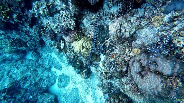 Snorkelling Scuba Diving Action Camera Tropical Crystal Clear Waters Coral Reef Fish Sea snake sea Krait on Coral Reef swimming Tubod Marine Reserve Siquijor 