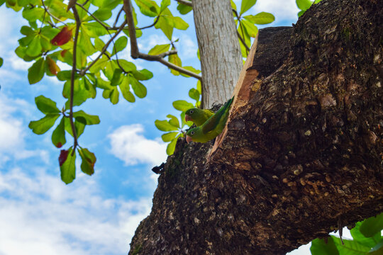 Pair of green parakeets (Brotogeris Jugularis) perched on a tree surrounded by vegetation in Colombia