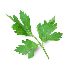 Obraz premium Sprig of fresh parsley isolated on white, top view
