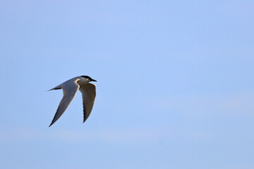 gull-billed tern