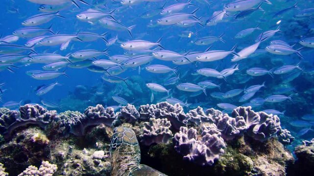 Banc de poissons argent&eacute;s nageant au-dessus des coraux color&eacute;s du r&eacute;cif de Nouvelle-Cal&eacute;donie, video sous-marine de vie marine du Pacifique