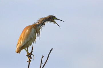 squacco heron