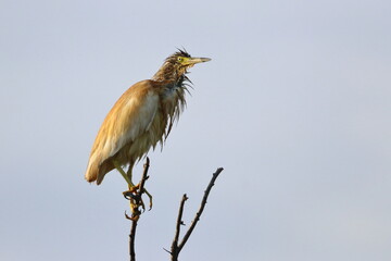 squacco heron