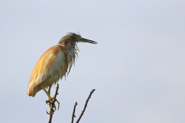 squacco heron