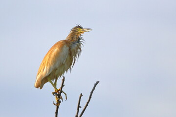 squacco heron