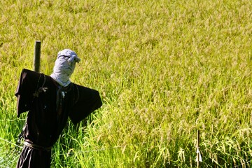 遠野ふるさと村・田園・稲作（岩手県・遠野市） © Takezo