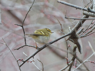 The wood warbler (Phylloscopus sibilatrix) is a common and widespread leaf warbler, close up view...