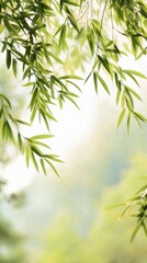"Qingming Festival, Delicate willow branches with fresh green leaves, soft morning light filtering through, blurred natural background, serene and minimalist composition