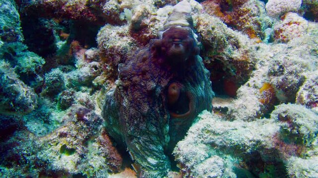 Poulpe camoufl&eacute; parmi les coraux et rochers color&eacute;s du r&eacute;cif de Nouvelle-Cal&eacute;donie, video sous-marine de vie marine du Pacifique