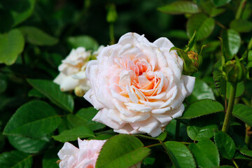 pink rose in garden