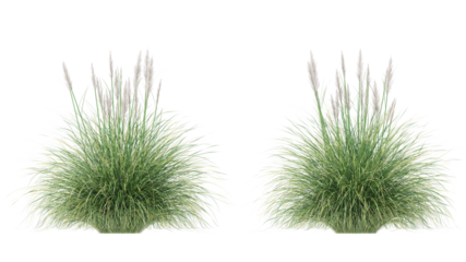 pampas grass isolated on transparant background. 3d rendering