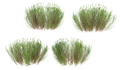 purlpe willow grass isolated on white background © imaginerender