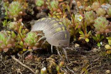Common pill woodlouse (Armadillidium vulgare) resting on leaf in woodland- Roly poly Sardinia, Italy