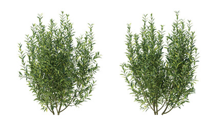 wild privet grass isolated on transparant background. 3d rendering