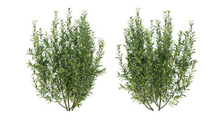 wild privet grass isolated on transparant background. 3d rendering