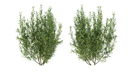 wild privet grass isolated on transparant background. 3d rendering