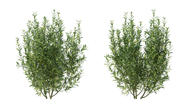 wild privet grass isolated on transparant background. 3d rendering