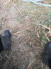 dry grass