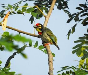 A small, colourful bird, its copper smith barbet, is perched on a tree branch.