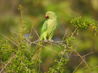 A green parrot perches on a thorny branch of a leafy bush, its light, vibrant green colour and smooth plumage indicating a healthy day. This bush is full of small green leaves with thorns.
